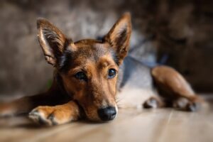 Je prépare mon chien pour sa fin de vie